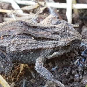 Crinia sp. (genus) at Coree, ACT - 1 May 2021