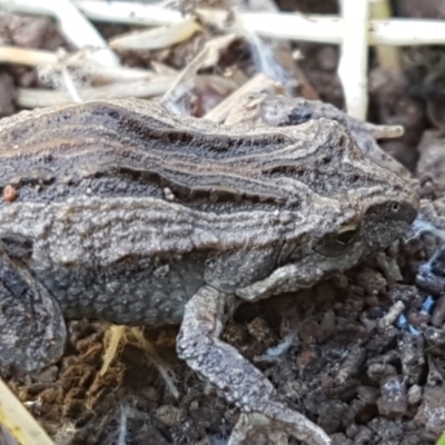 Crinia sp. (genus) (A froglet) at Swamp Creek - 1 May 2021 by trevorpreston