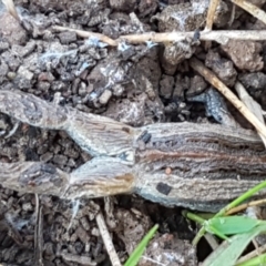 Crinia sp. (genus) at Coree, ACT - 1 May 2021