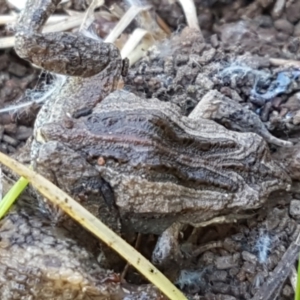 Crinia sp. (genus) at Coree, ACT - 1 May 2021