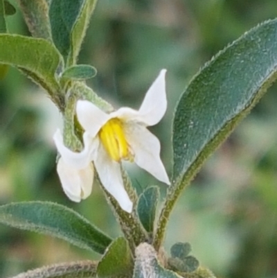 Solanum chenopodioides (Whitetip Nightshade) at Coree, ACT - 1 May 2021 by tpreston