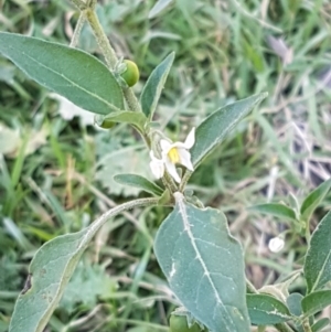 Solanum chenopodioides at Coree, ACT - 1 May 2021