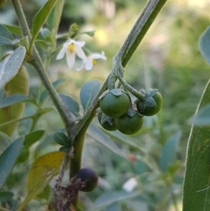 Solanum chenopodioides at Coree, ACT - 1 May 2021