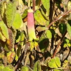 Correa reflexa var. reflexa (Common Correa, Native Fuchsia) at Swamp Creek - 1 May 2021 by tpreston