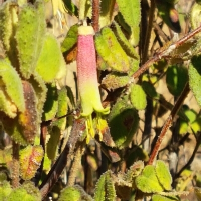 Correa reflexa var. reflexa (Common Correa, Native Fuchsia) at Coree, ACT - 1 May 2021 by trevorpreston