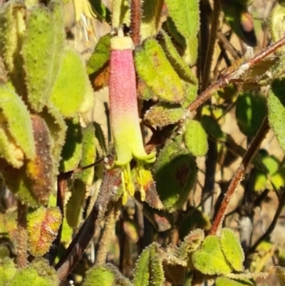 Correa reflexa var. reflexa (Common Correa, Native Fuchsia) at Coree, ACT - 1 May 2021 by tpreston