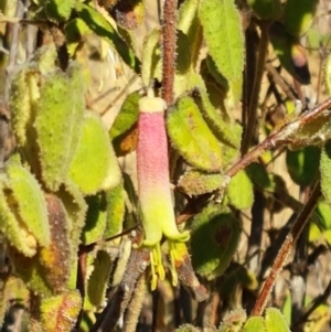 Correa reflexa var. reflexa at Coree, ACT - 1 May 2021 02:09 PM