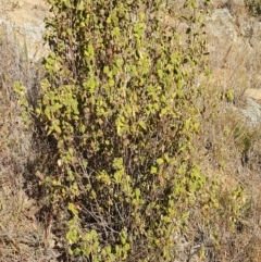 Correa reflexa var. reflexa at Coree, ACT - 1 May 2021