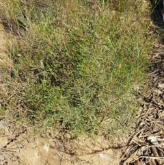 Dodonaea viscosa at Coree, ACT - 1 May 2021