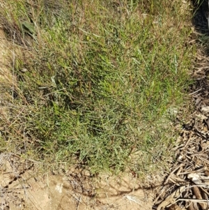 Dodonaea viscosa at Coree, ACT - 1 May 2021