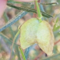 Dodonaea viscosa at Coree, ACT - 1 May 2021