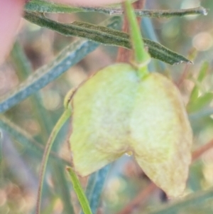 Dodonaea viscosa at Coree, ACT - 1 May 2021 02:12 PM