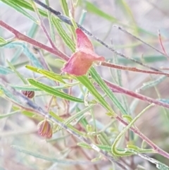 Dodonaea viscosa at Coree, ACT - 1 May 2021