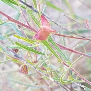 Dodonaea viscosa at Coree, ACT - 1 May 2021