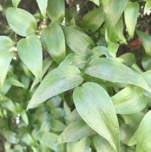 Asparagus asparagoides at Pialligo, ACT - 1 May 2021