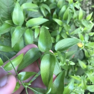 Asparagus asparagoides at Pialligo, ACT - 1 May 2021