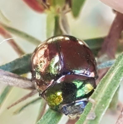 Callidemum hypochalceum (Hop-bush leaf beetle) at Coree, ACT - 1 May 2021 by tpreston