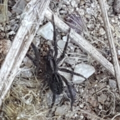 Lycosidae (family) (Wolf spider) at Strathnairn, ACT - 1 May 2021 by trevorpreston