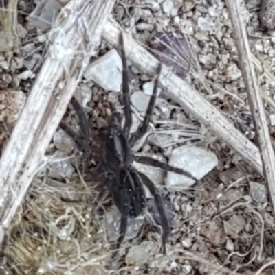 Lycosidae (family) (Wolf spider) at Strathnairn, ACT - 1 May 2021 by trevorpreston