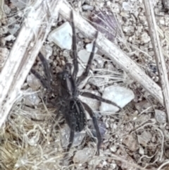 Lycosidae (family) at Strathnairn, ACT - 1 May 2021 02:24 PM