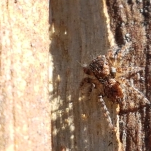 Servaea sp. (genus) at Denman Prospect, ACT - 1 May 2021 03:04 PM