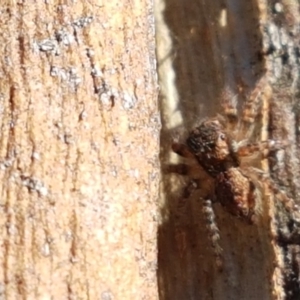 Servaea sp. (genus) at Denman Prospect, ACT - 1 May 2021 03:04 PM