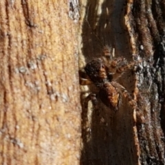 Servaea sp. (genus) at Denman Prospect, ACT - 1 May 2021 03:04 PM