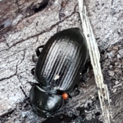 Adelium brevicorne (Bronzed field beetle) at Uriarra TSR - 1 May 2021 by trevorpreston