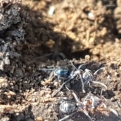 Iridomyrmex rufoniger (Tufted Tyrant Ant) at Denman Prospect, ACT - 1 May 2021 by tpreston