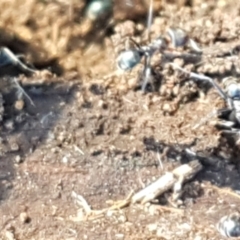 Iridomyrmex rufoniger at Denman Prospect, ACT - 1 May 2021