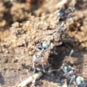 Iridomyrmex rufoniger at Denman Prospect, ACT - 1 May 2021