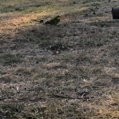 Polytelis swainsonii (Superb Parrot) at Wanniassa, ACT - 29 Apr 2021 by jksmits