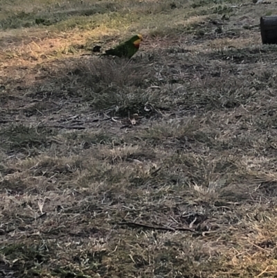 Polytelis swainsonii (Superb Parrot) at Wanniassa, ACT - 29 Apr 2021 by jks