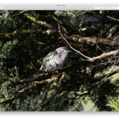 Chrysococcyx lucidus (Shining Bronze-Cuckoo) at Penrose, NSW - 12 Apr 2021 by NigeHartley