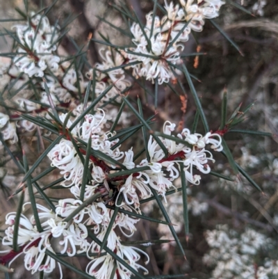 Hakea decurrens (Bushy Needlewood) at Hackett, ACT - 1 May 2021 by WalterEgo