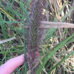 Cenchrus purpurascens (Swamp Foxtail) at O'Connor, ACT - 1 May 2021 by NedJohnston