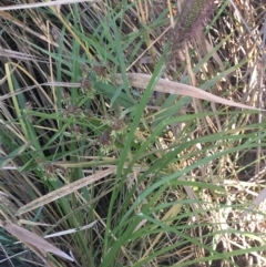 Cenchrus purpurascens at O'Connor, ACT - 1 May 2021