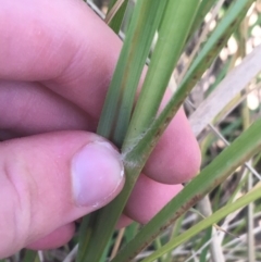 Cenchrus purpurascens at O'Connor, ACT - 1 May 2021