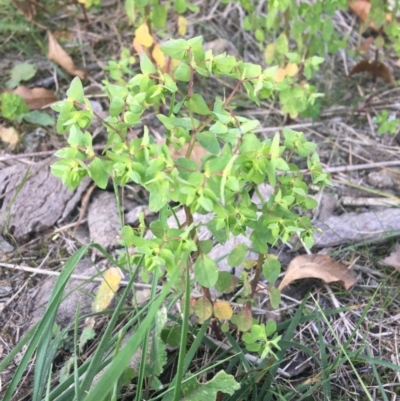 Euphorbia peplus (Petty Spurge) at ANU Garran Precinct - 1 May 2021 by NedJohnston