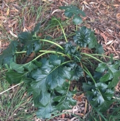 Acanthus mollis (Bear's Breeches, Oyster Plant) at Australian National University - 1 May 2021 by Ned_Johnston