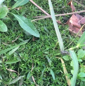 Crassula helmsii at Acton, ACT - 1 May 2021