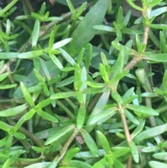 Crassula helmsii at Acton, ACT - 1 May 2021