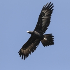 Aquila audax (Wedge-tailed Eagle) at Symonston, ACT - 29 Apr 2021 by AlisonMilton