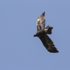 Aquila audax at Symonston, ACT - 29 Apr 2021