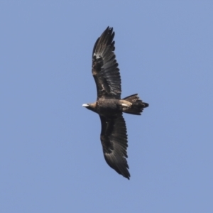 Aquila audax at Symonston, ACT - 29 Apr 2021