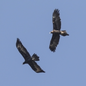 Aquila audax at Symonston, ACT - 29 Apr 2021