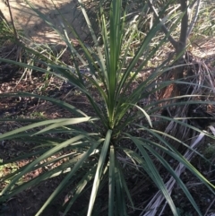 Cordyline sp. (Cordyline) at Turner, ACT - 1 May 2021 by NedJohnston