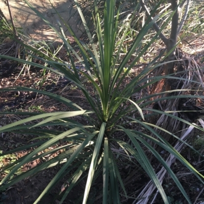 Cordyline sp. (Cordyline) at Sullivans Creek, Turner - 1 May 2021 by Ned_Johnston