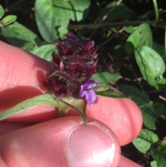 Prunella vulgaris (Self-heal, Heal All) at ANU Dickson Precinct - 1 May 2021 by NedJohnston