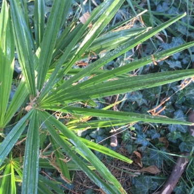 Livistona australis (Australian Cabbage Palm) at Acton, ACT - 1 May 2021 by NedJohnston